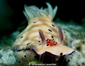 Hypselodoris Tryoni with Zenopontonia rex by Athanassios Lazarides 